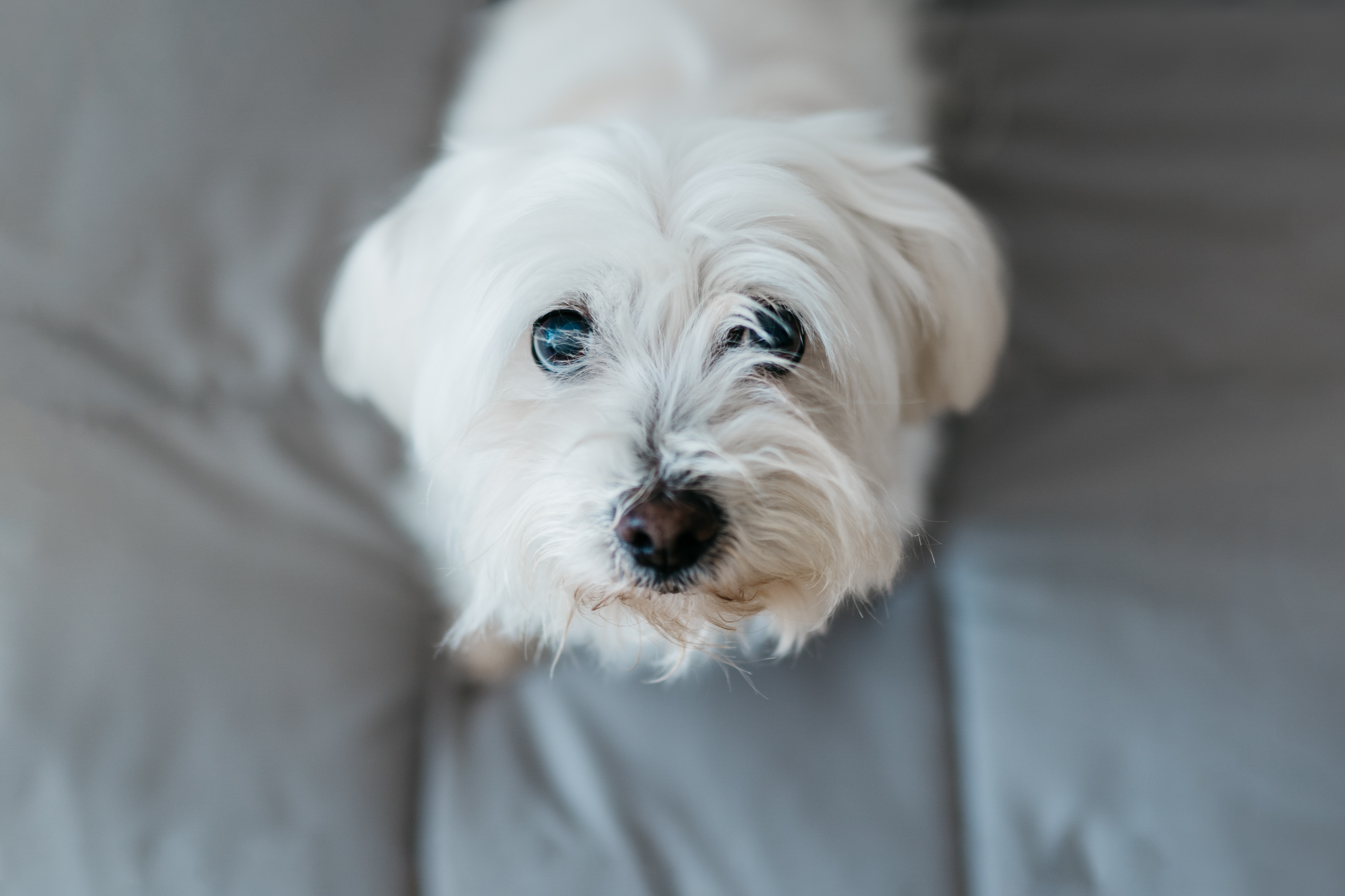 Maltese discount pocket dog