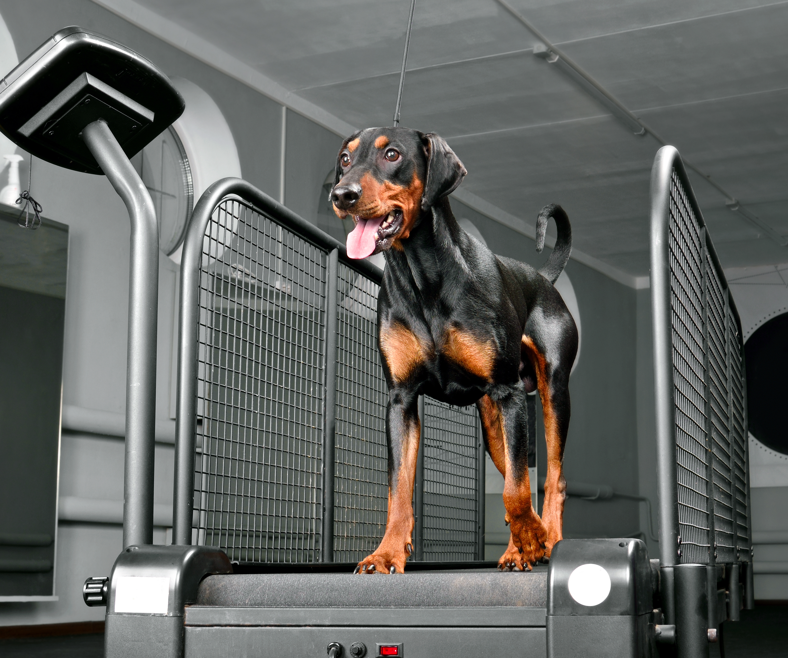 Non motorized dog discount treadmill