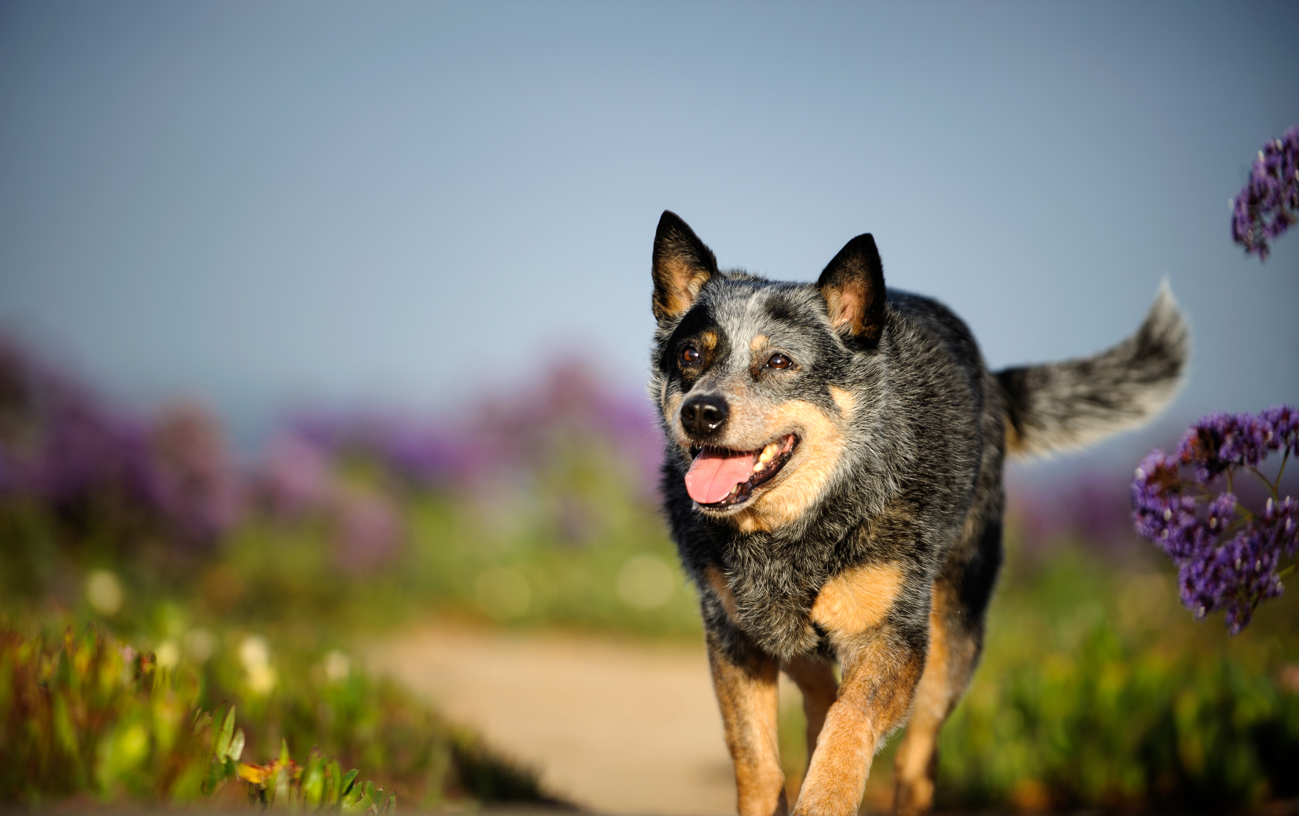 Blue heeler best sale puppy size