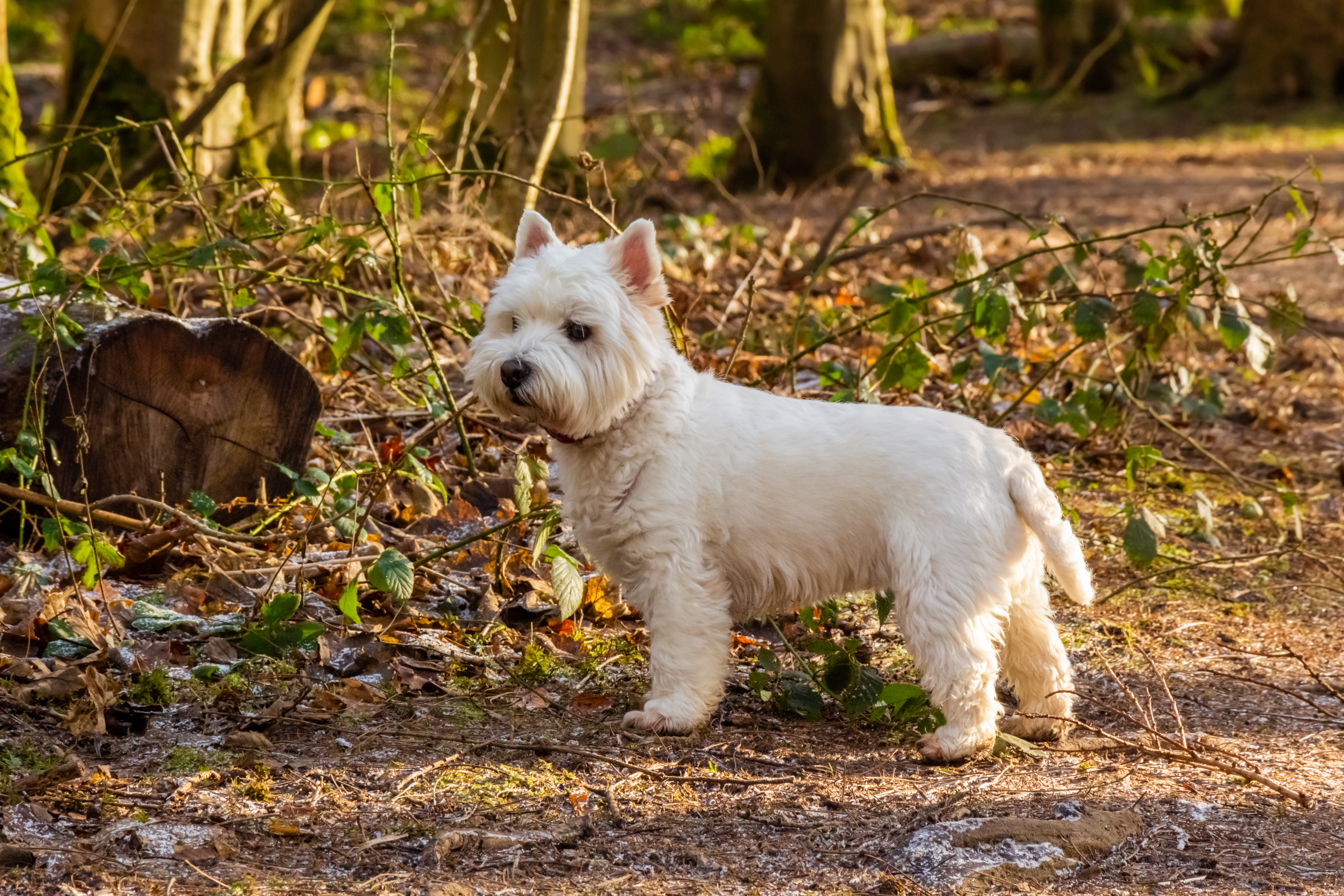 Why Do Dogs Eat Tree Bark Cuteness