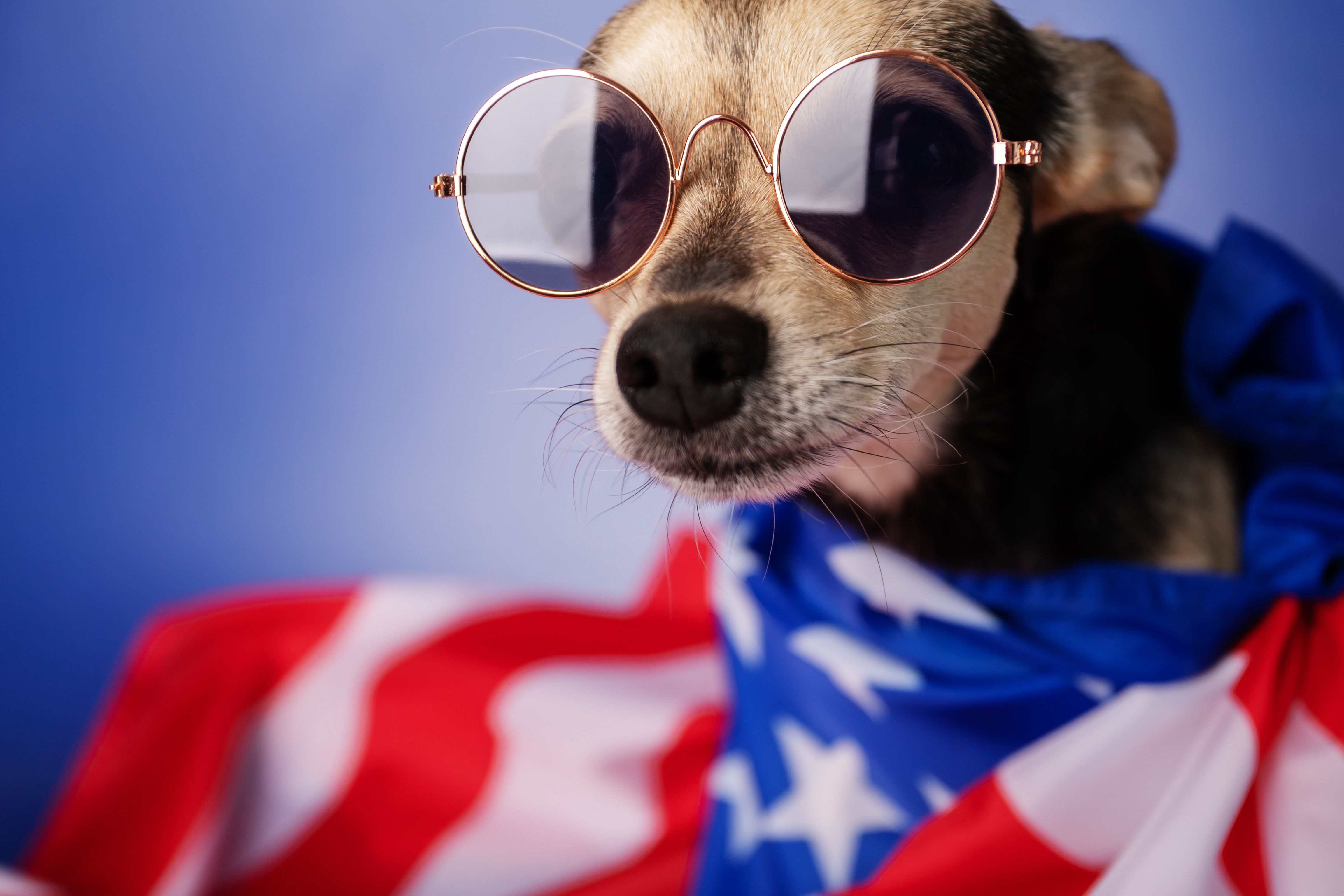 Patriotic dog hot sale names