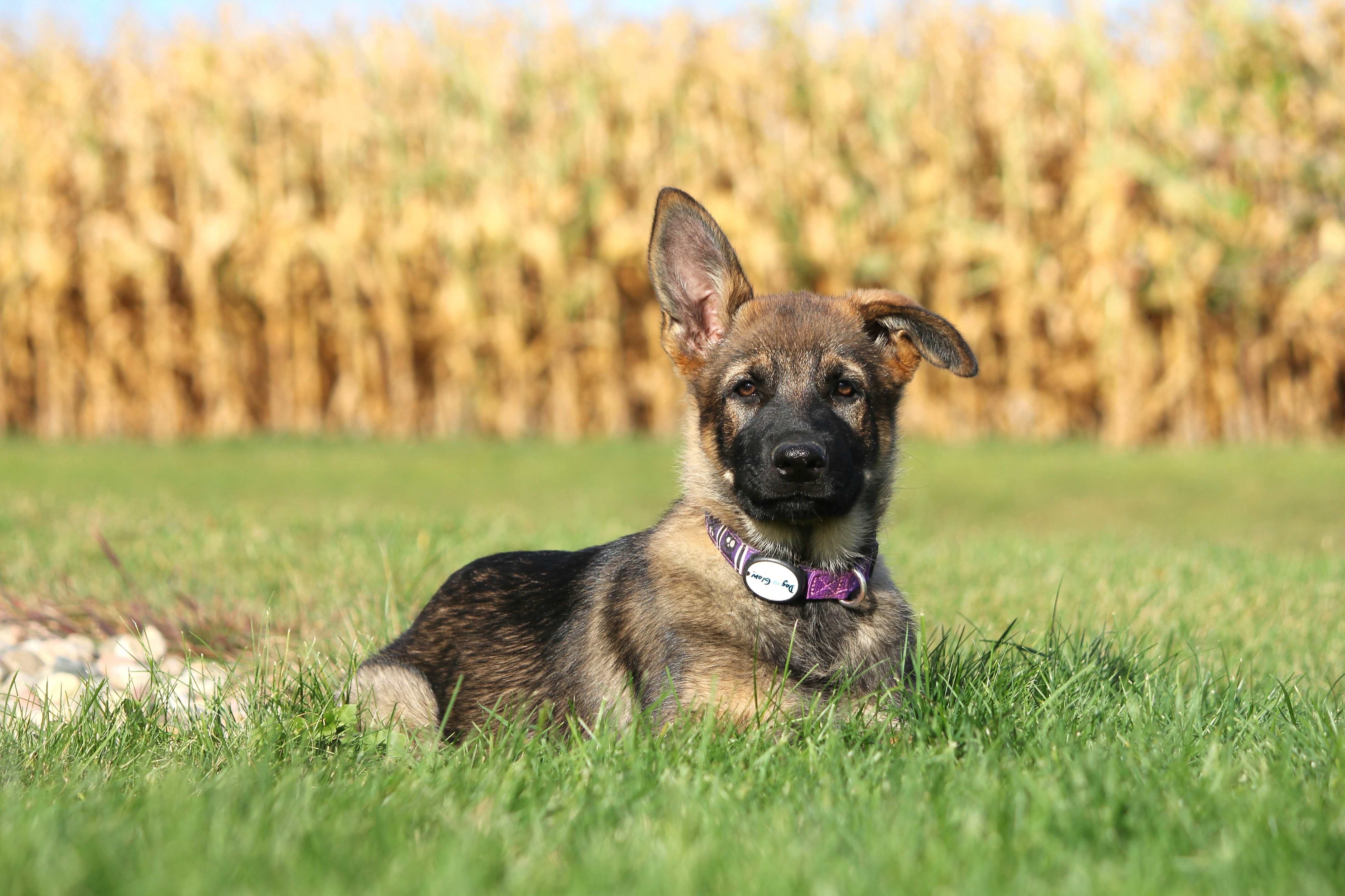 Free german shepherd puppies in hot sale my area