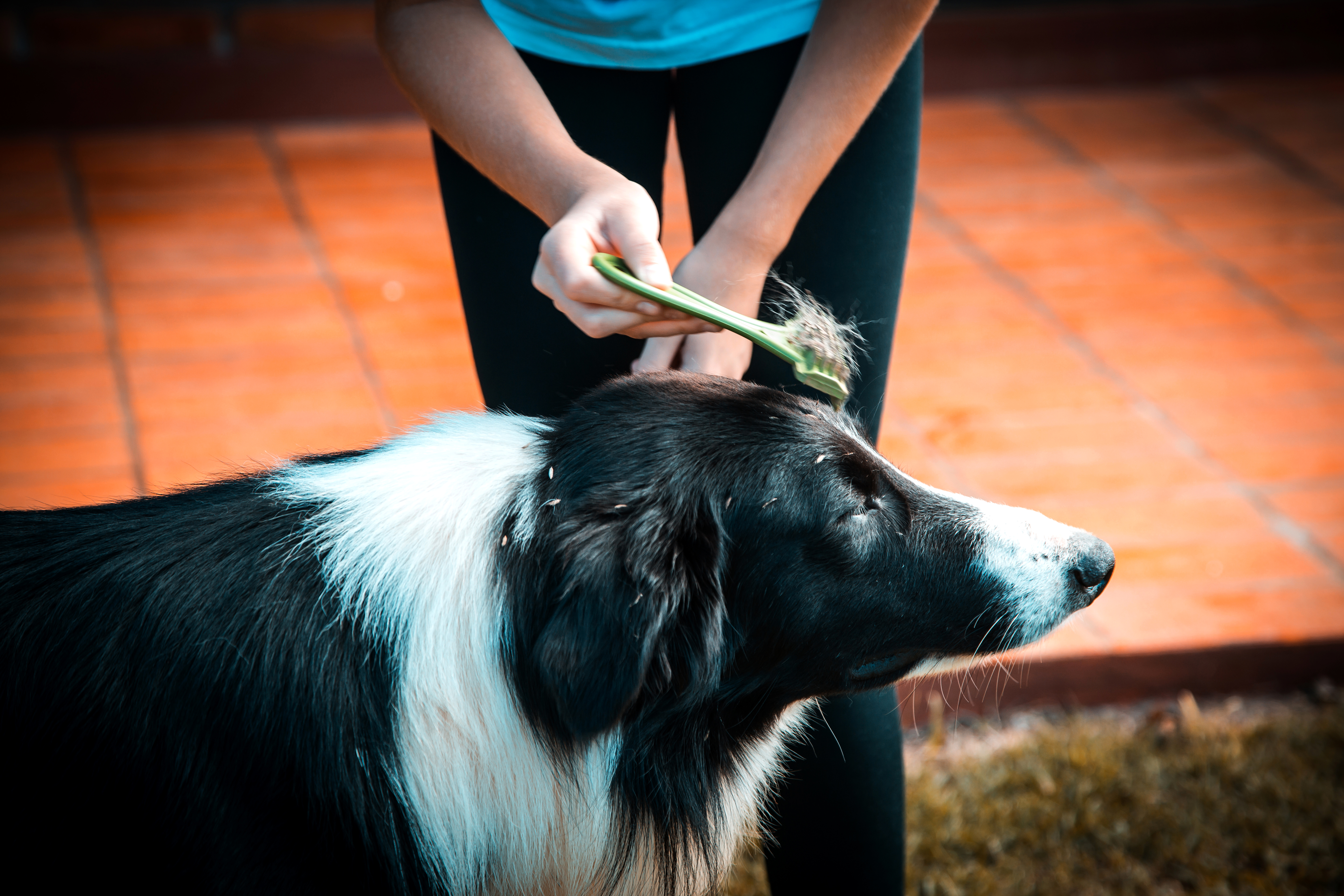 Border store collie furminator