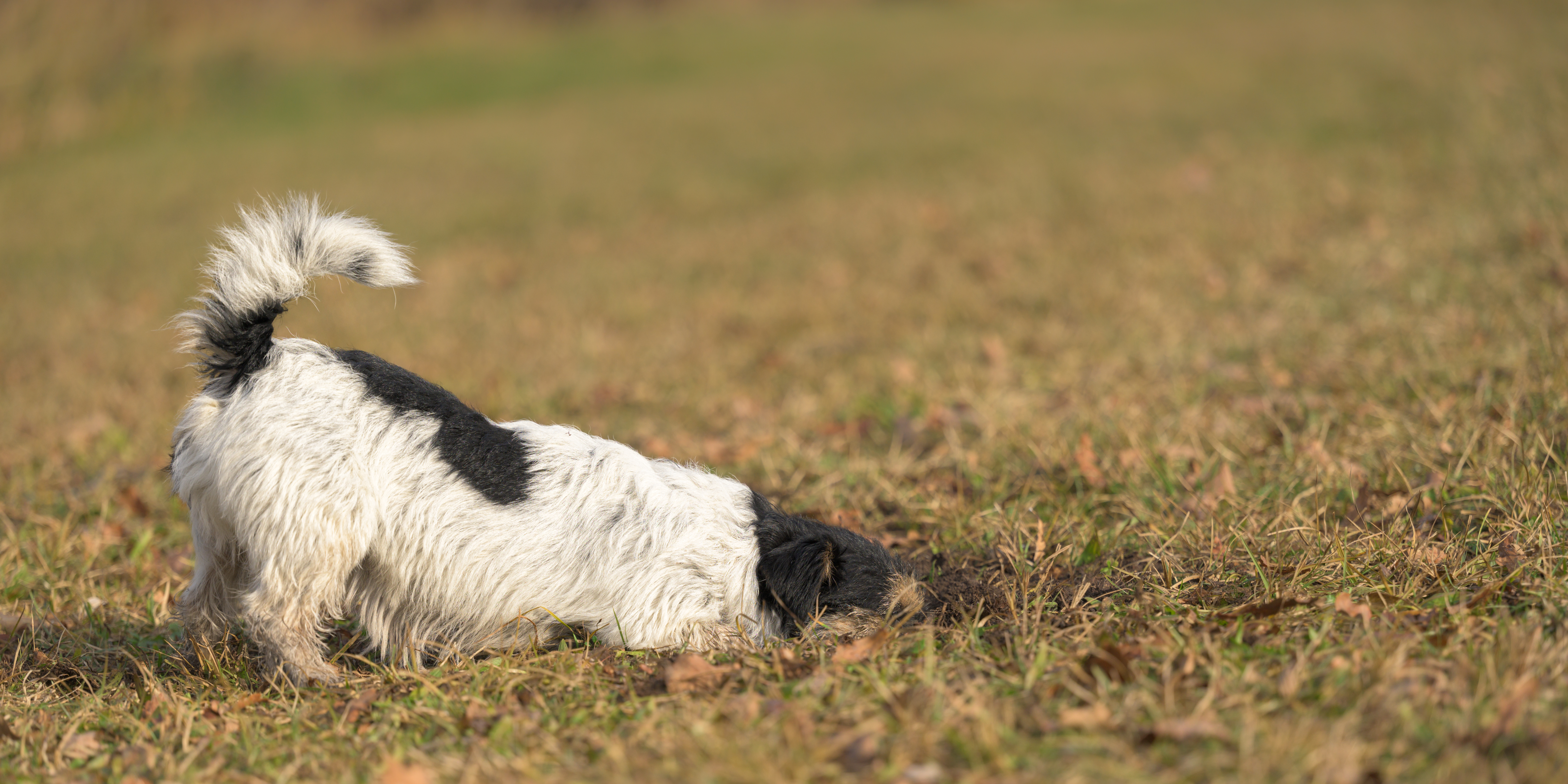 Dog digging clearance in water bowl