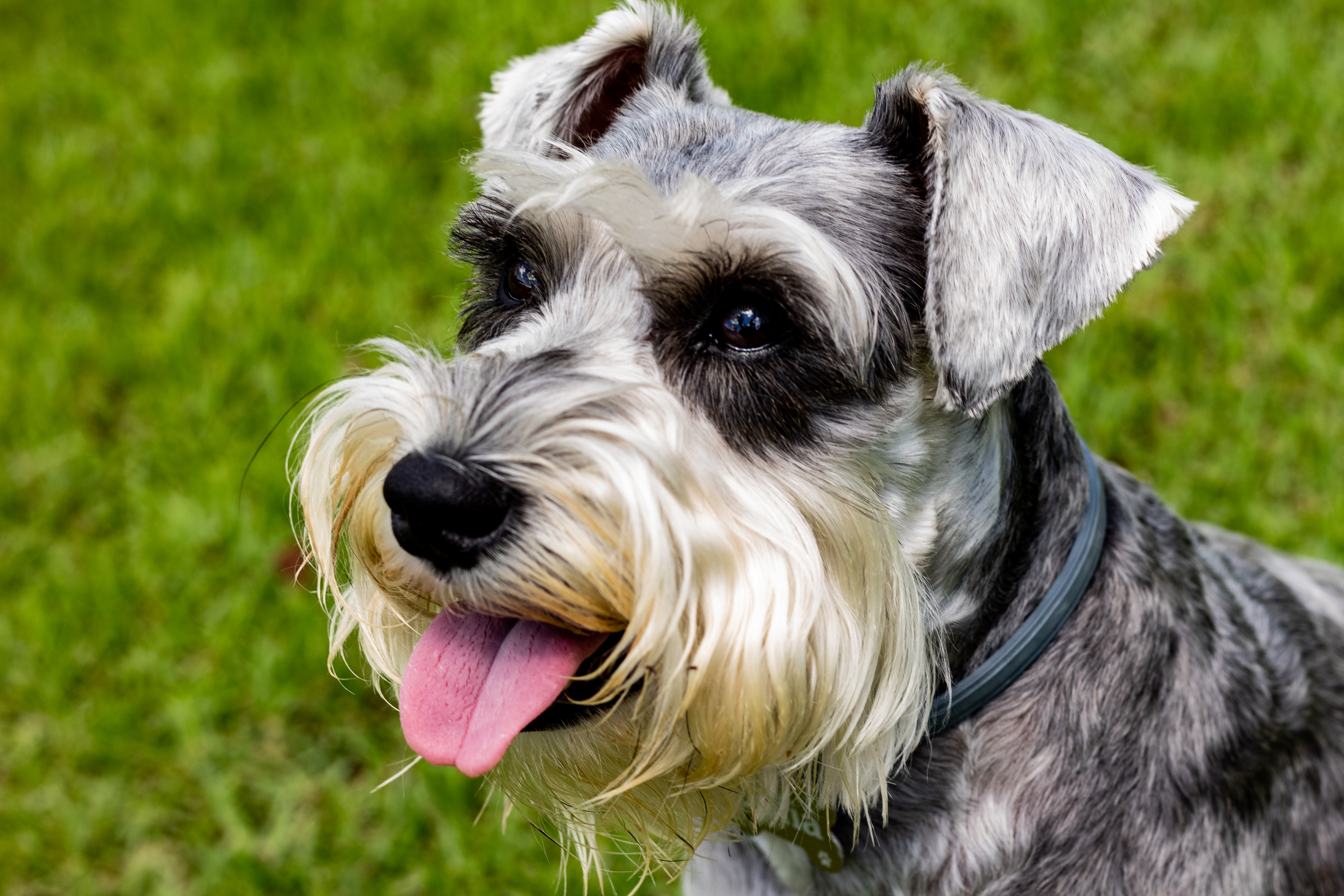 Schnauzer beard hot sale stain remover