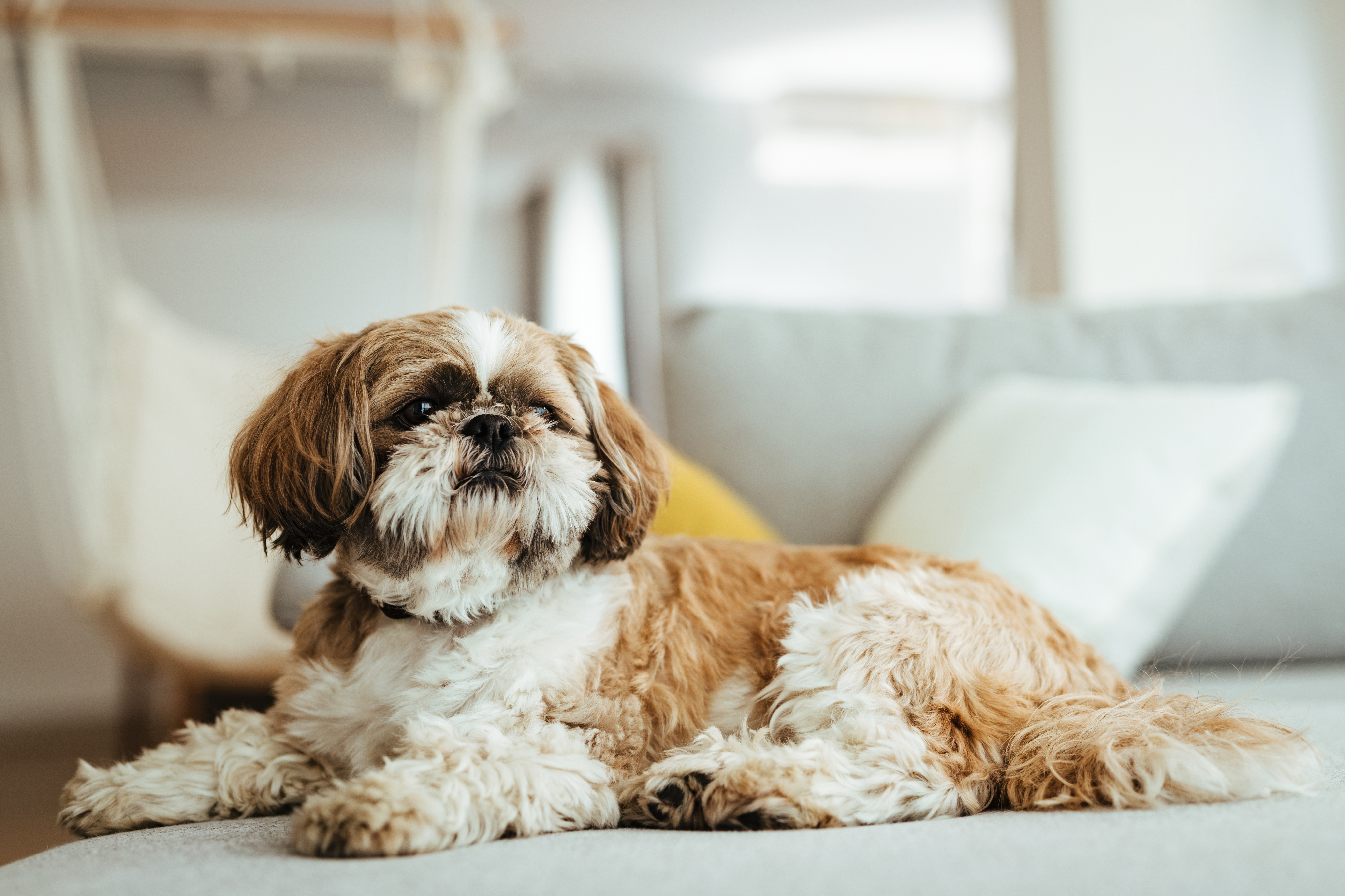 Curly haired shih sales tzu