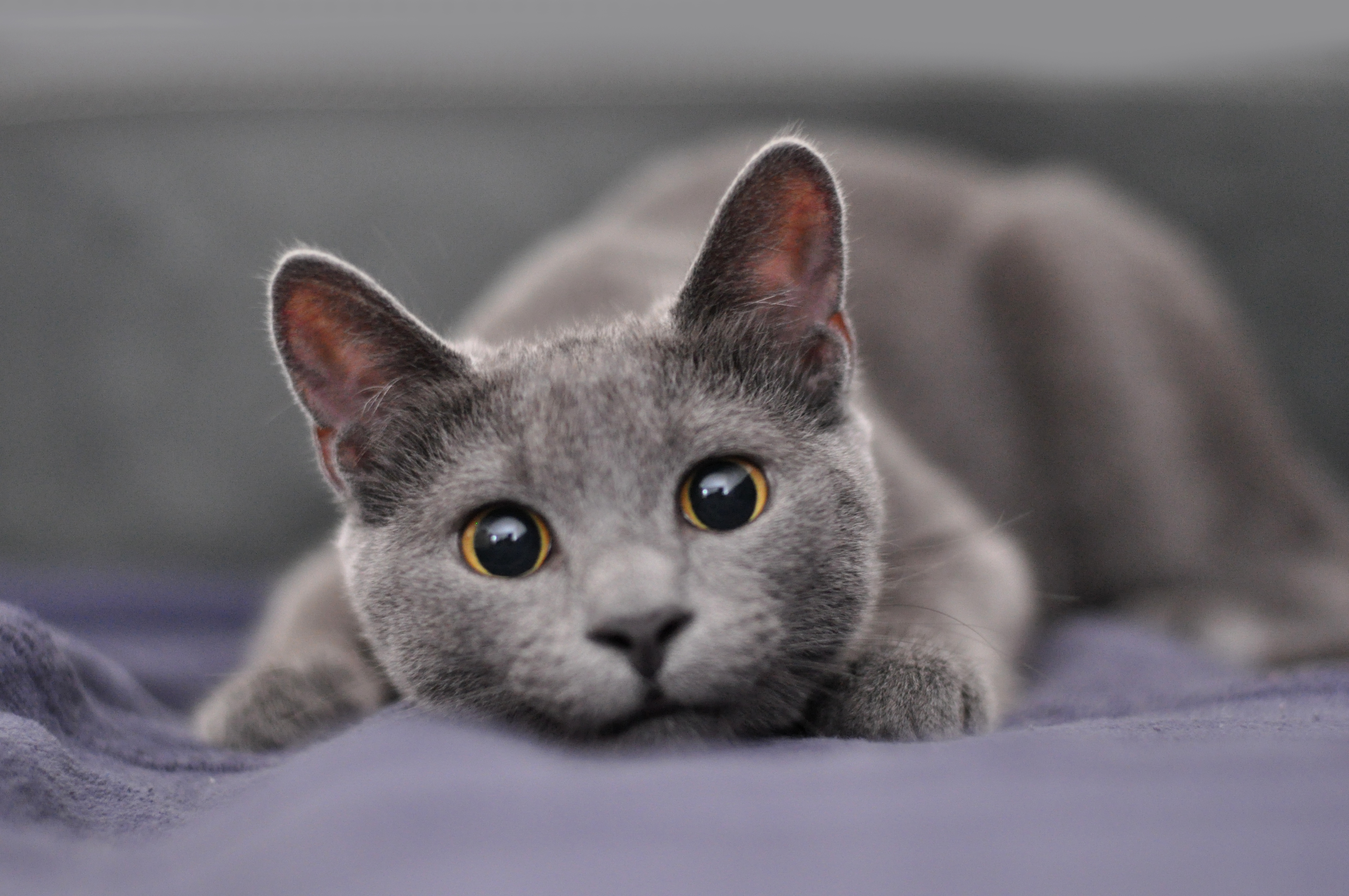 Russian blue 2024 and allergies