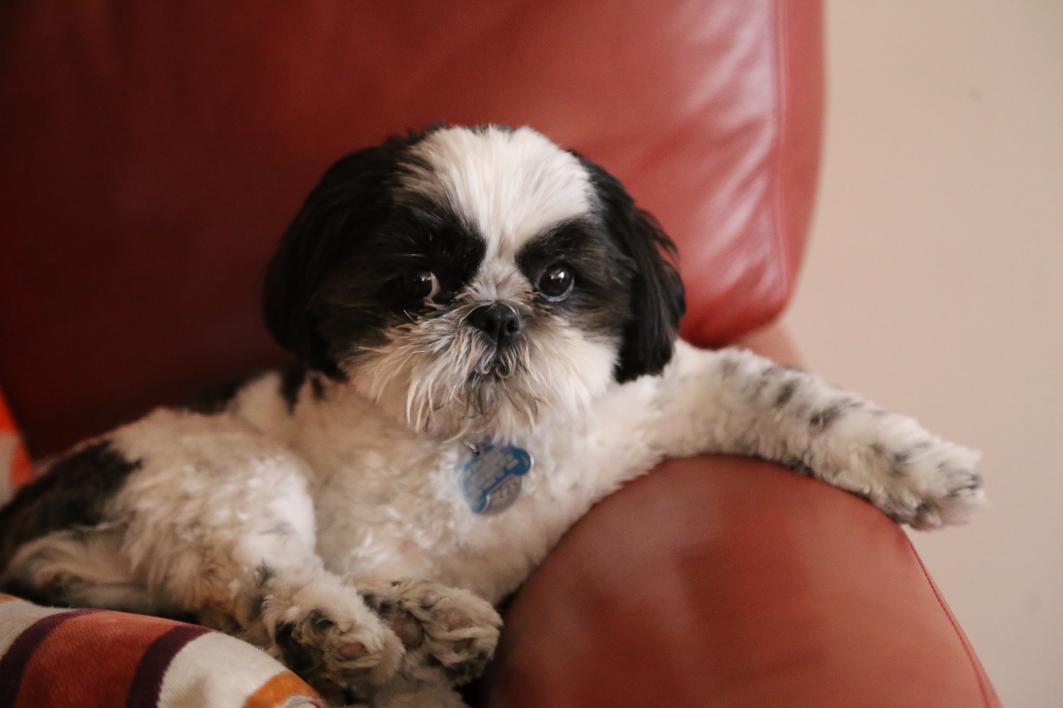 Is my best sale shih tzu pregnant