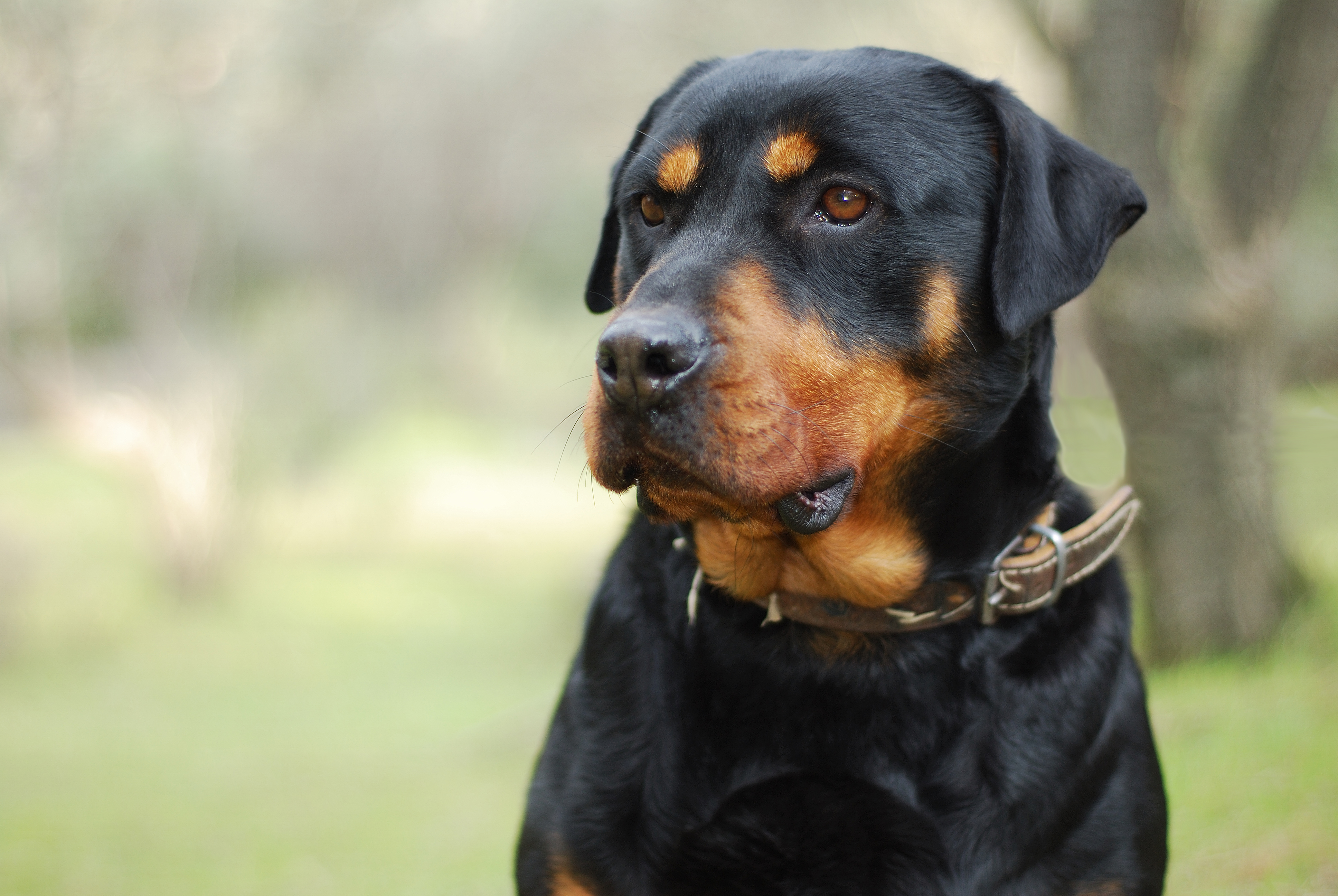 how long is a rottweiler pregnant