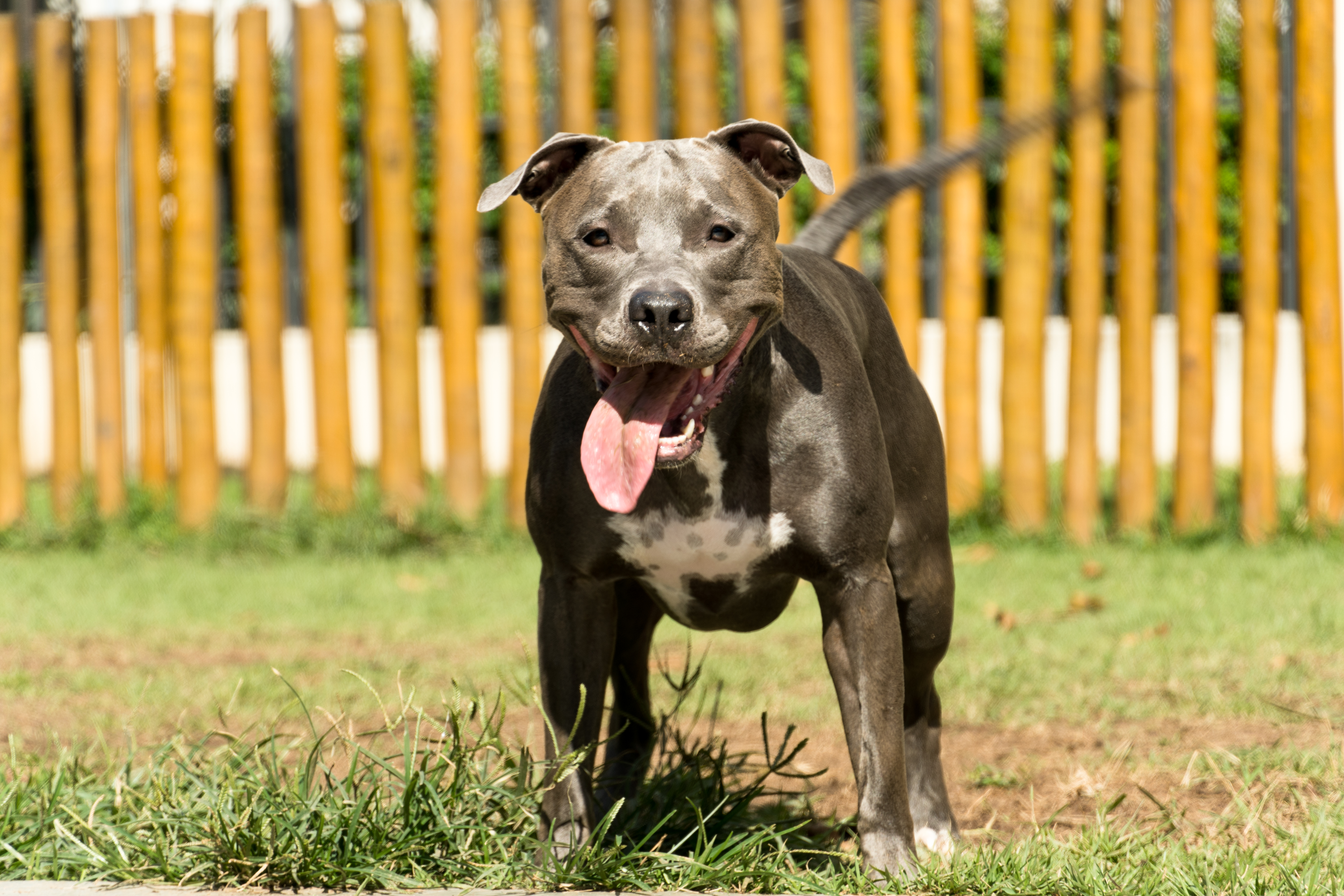 Dog crate hotsell size for pitbull