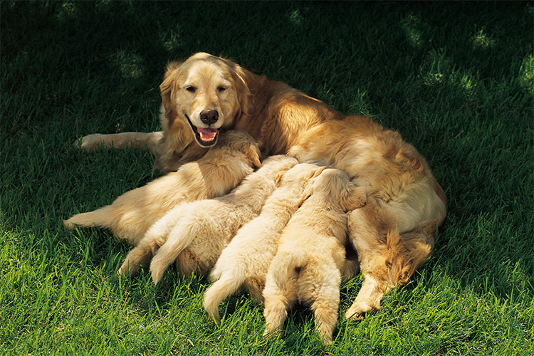 how soon can a dog get pregnant after having puppies