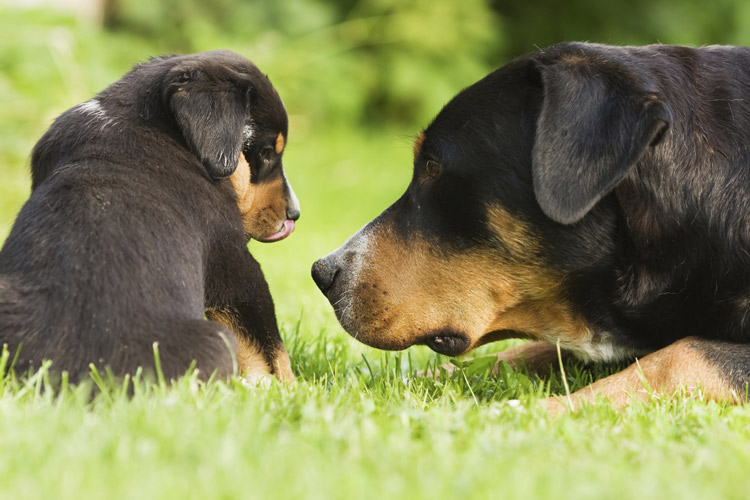 why do mother dogs bite their puppies head