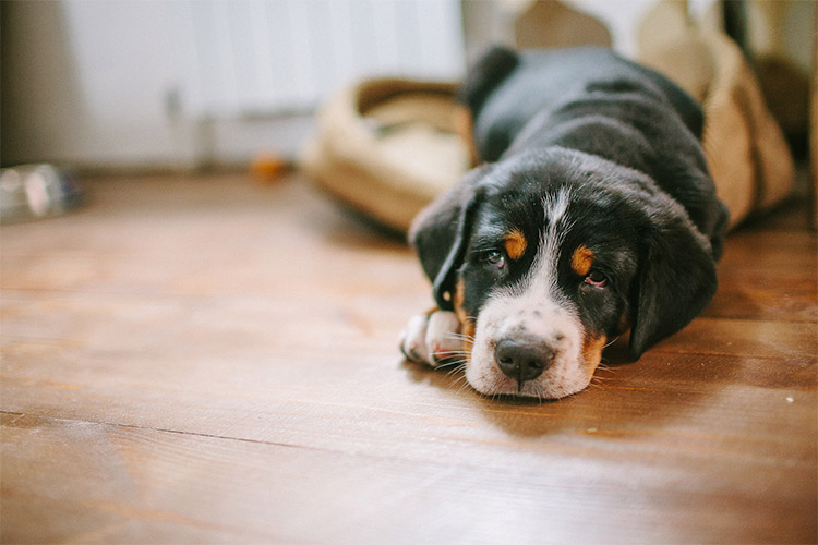 33 Simple Ways to Keep Your Dog Busy Indoors - Puppy Leaks