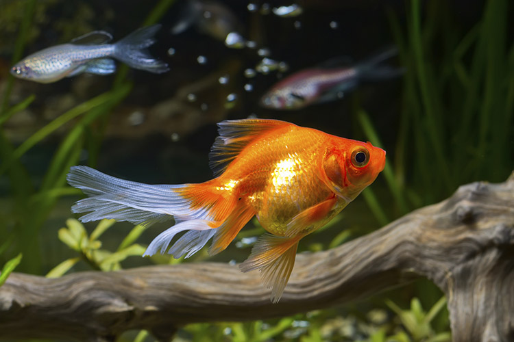 sad goldfish