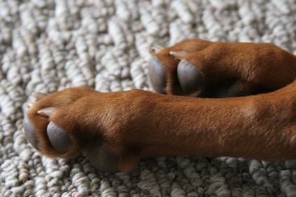 Home remedies for rough dog clearance paws