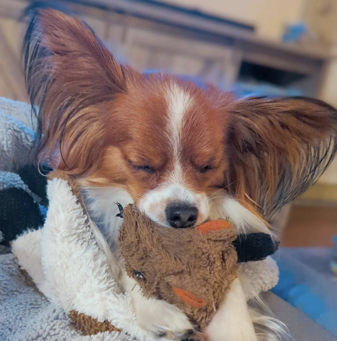 16 Dogs With Their Emotional Support Stuffies