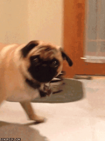 The 55 Most Hilarious Dog GIFs You Will Ever See - Shareably