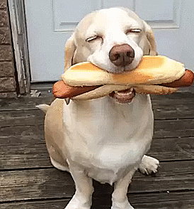 40 Hilarious Dog GIFs Guaranteed To Make Your Day