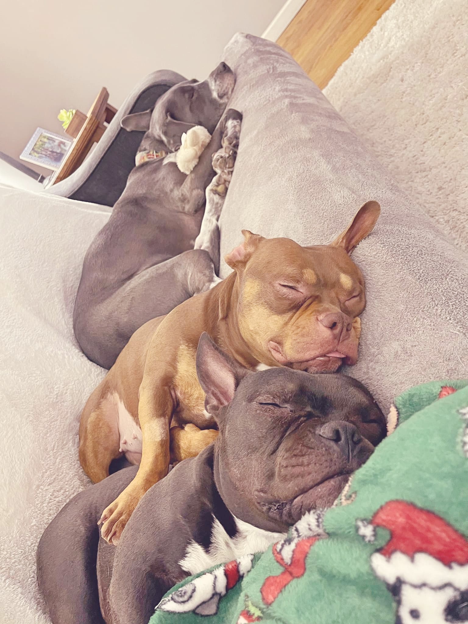 bulldog puppies sleeping mom