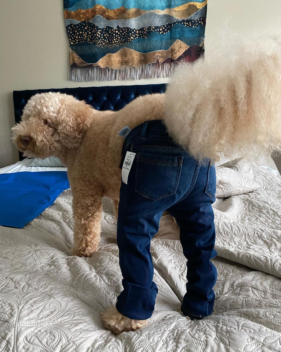 Dog jean outlet shorts