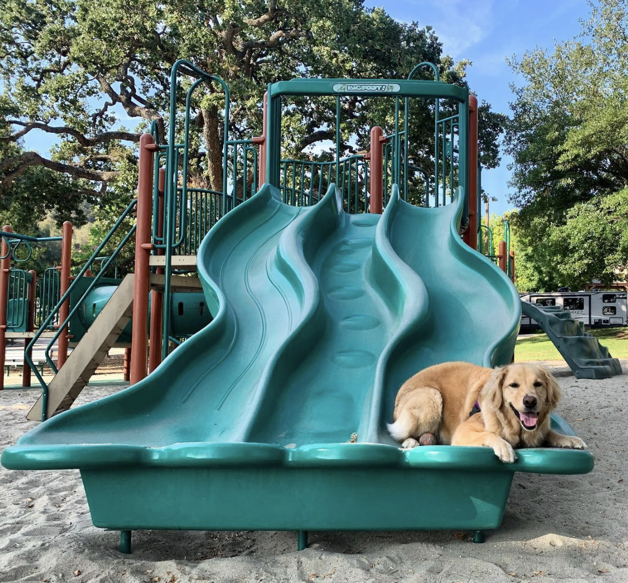 18 Dogs Enjoying Sliding Fun at the Park