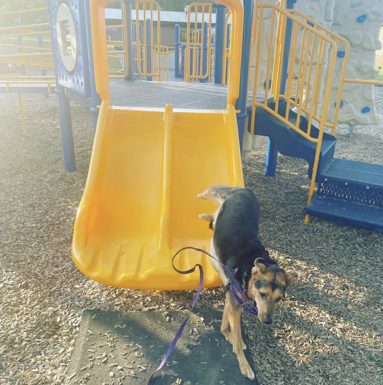 18 Dogs Enjoying Sliding Fun at the Park