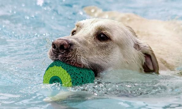 7 Fun Dog Toys You Can Freeze – Great for Hot Summer Days