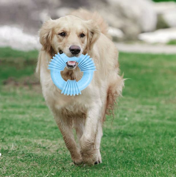 Dog toys outlet you can freeze