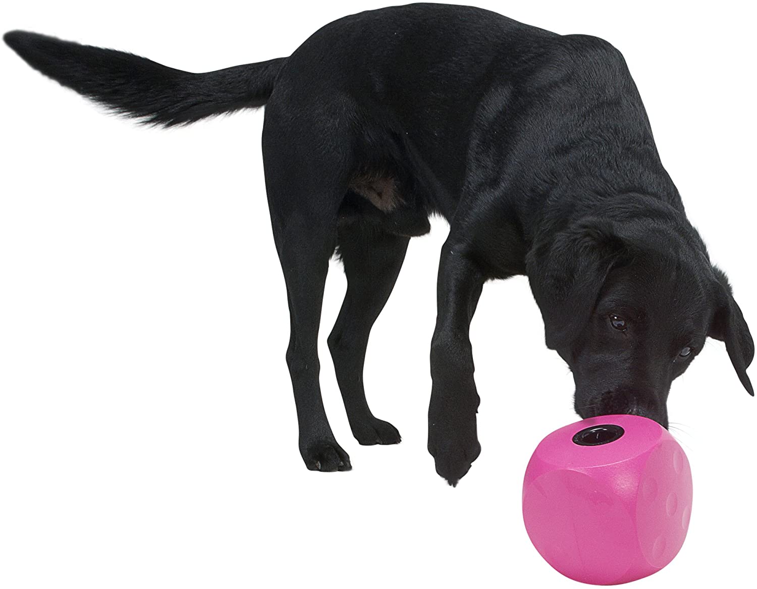 7 Fun Dog Toys You Can Freeze – Great for Hot Summer Days