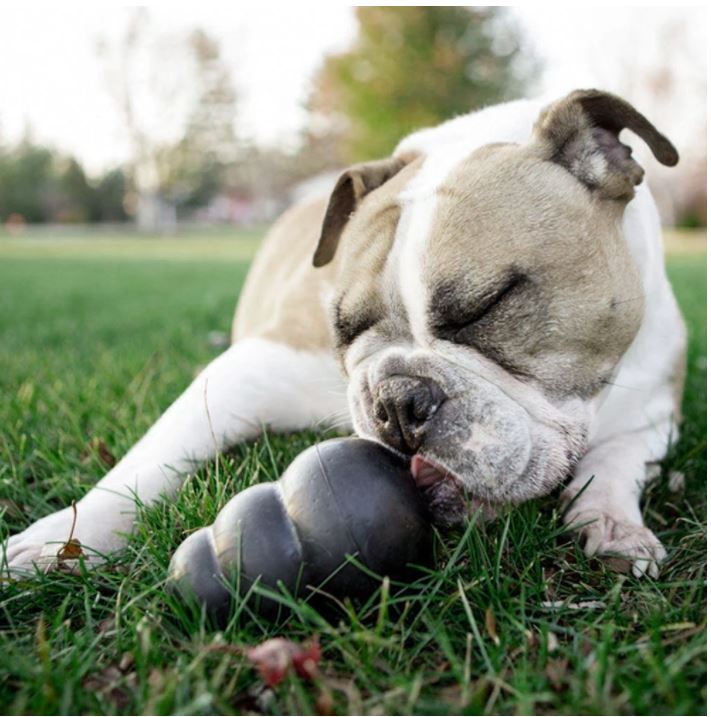 7 Fun Dog Toys You Can Freeze – Great for Hot Summer Days