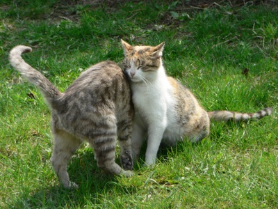 Homemade flea shampoo for clearance cats