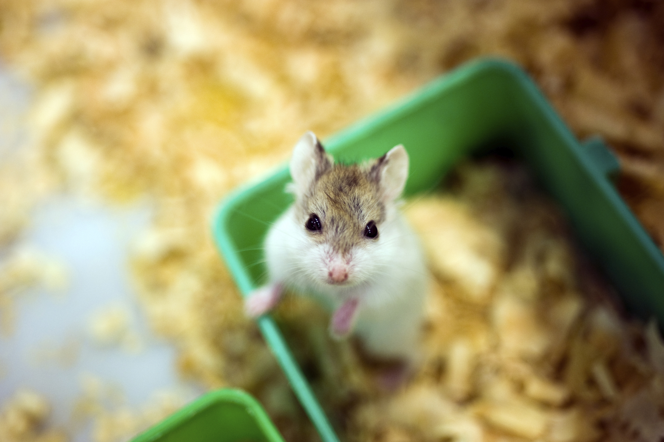 Dwarf Hamster Lifespan: How Long Do Dwarf Hamsters Live? - A-Z Animals