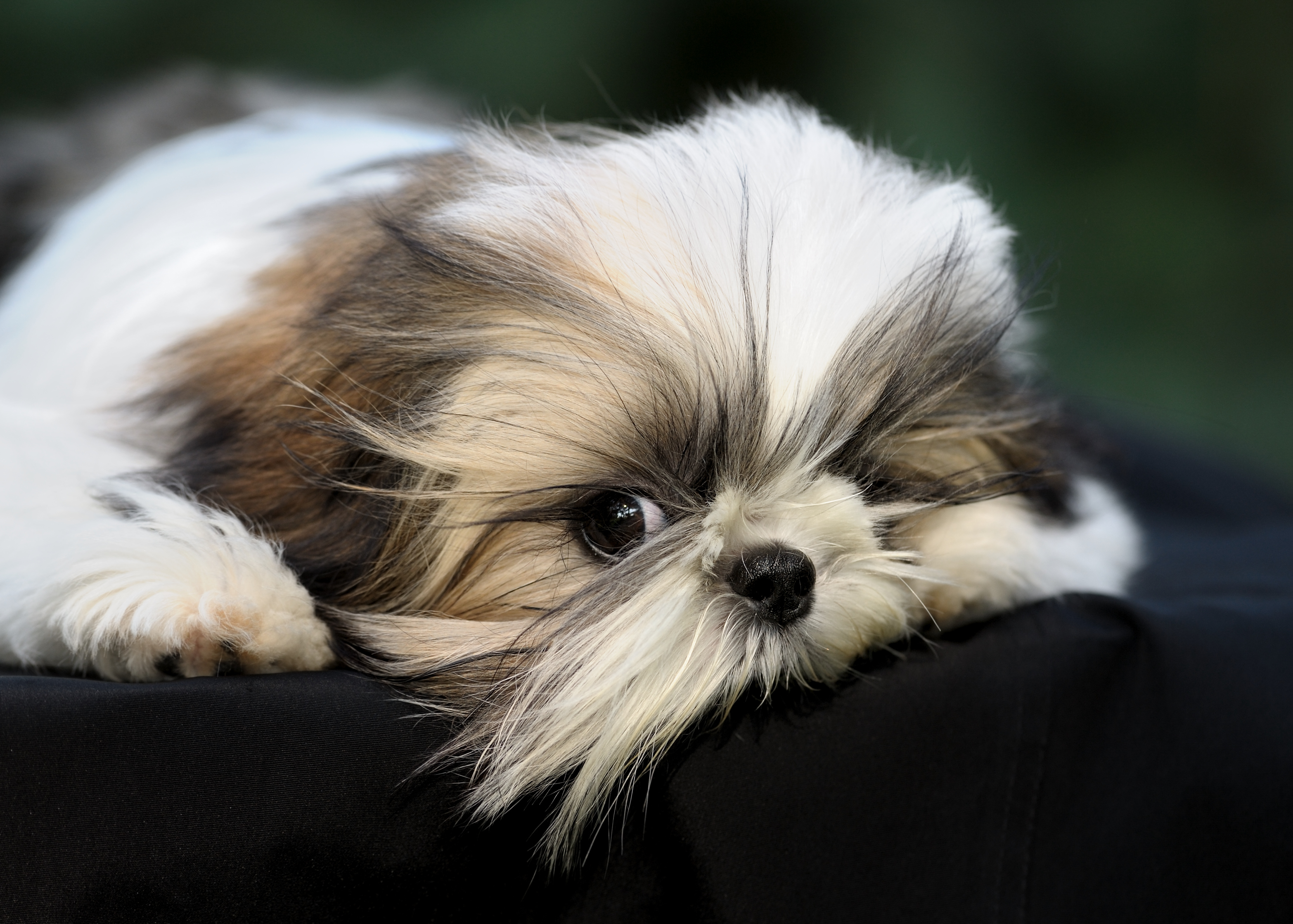 Curly haired shih store poo