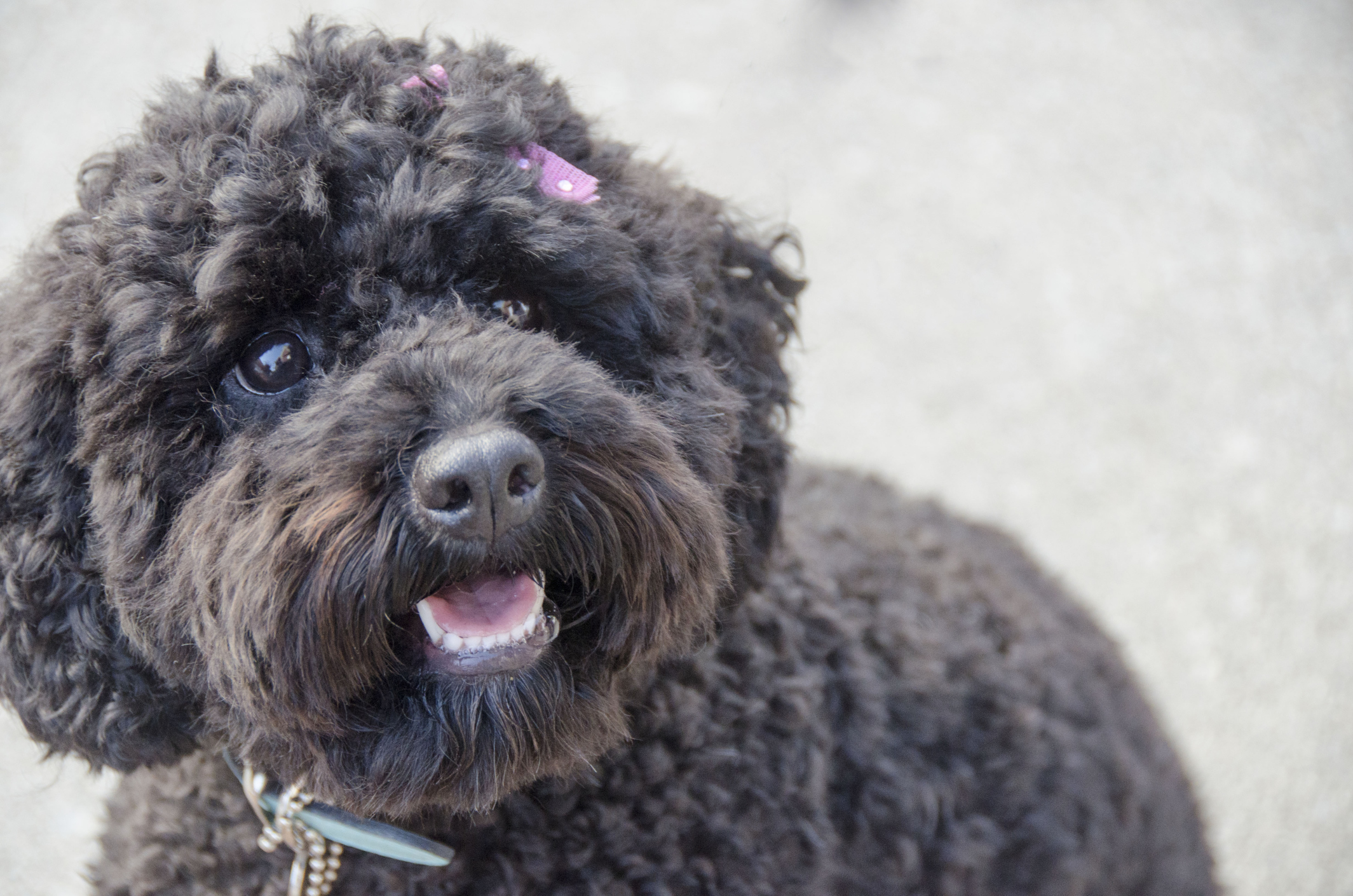 Dogtime cockapoo best sale