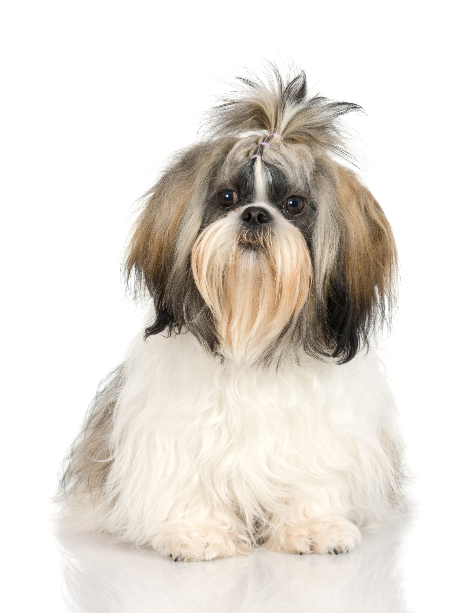 Shih Tzu Grooming  Tips  Styles  CannaPet