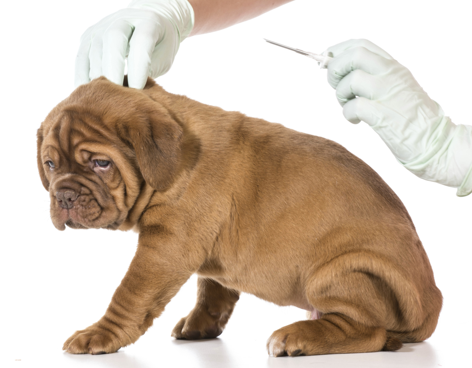 how safe is a dog microchipped