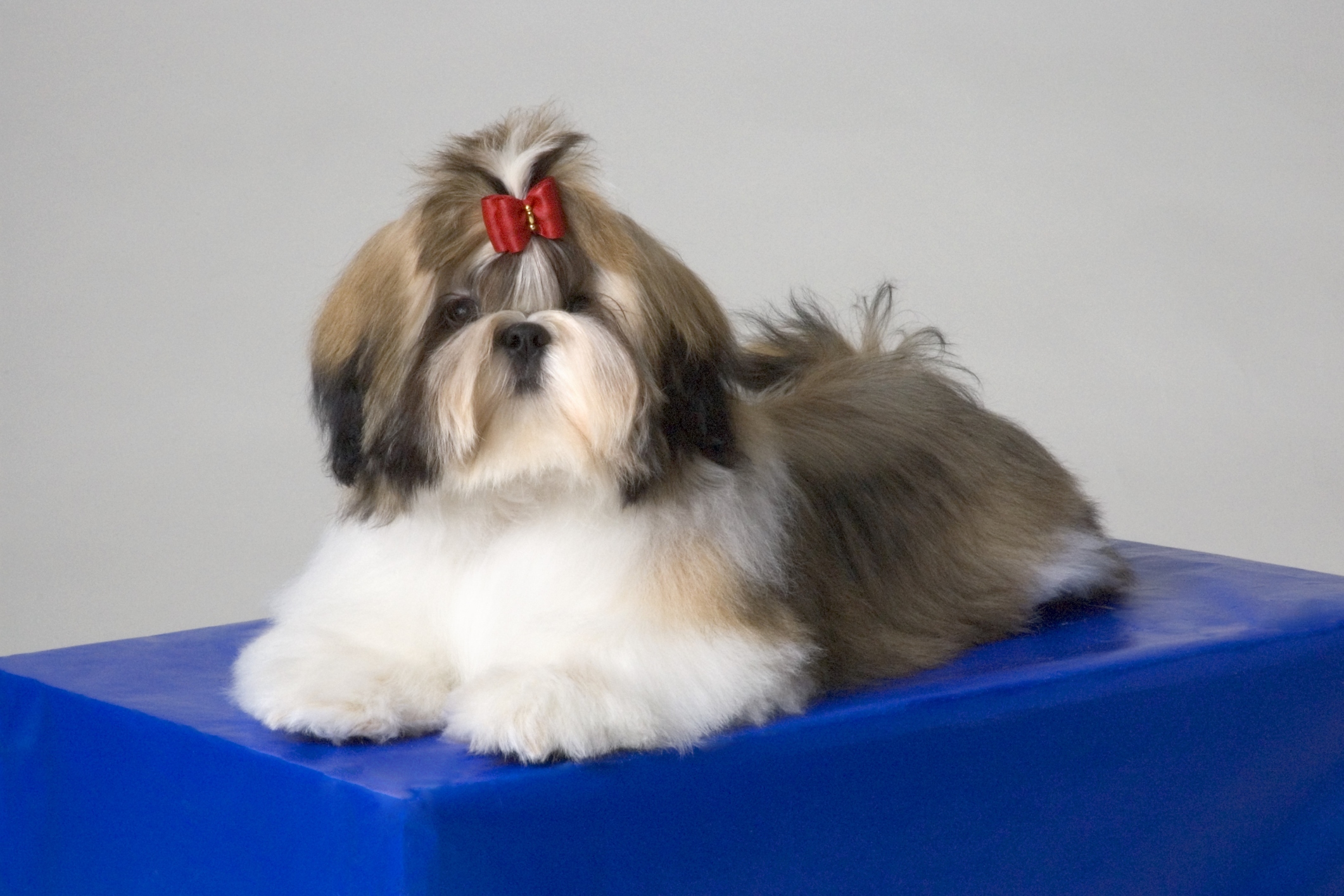 610 Shih Tzu Hair Styles Stock Photos Pictures  RoyaltyFree Images   iStock