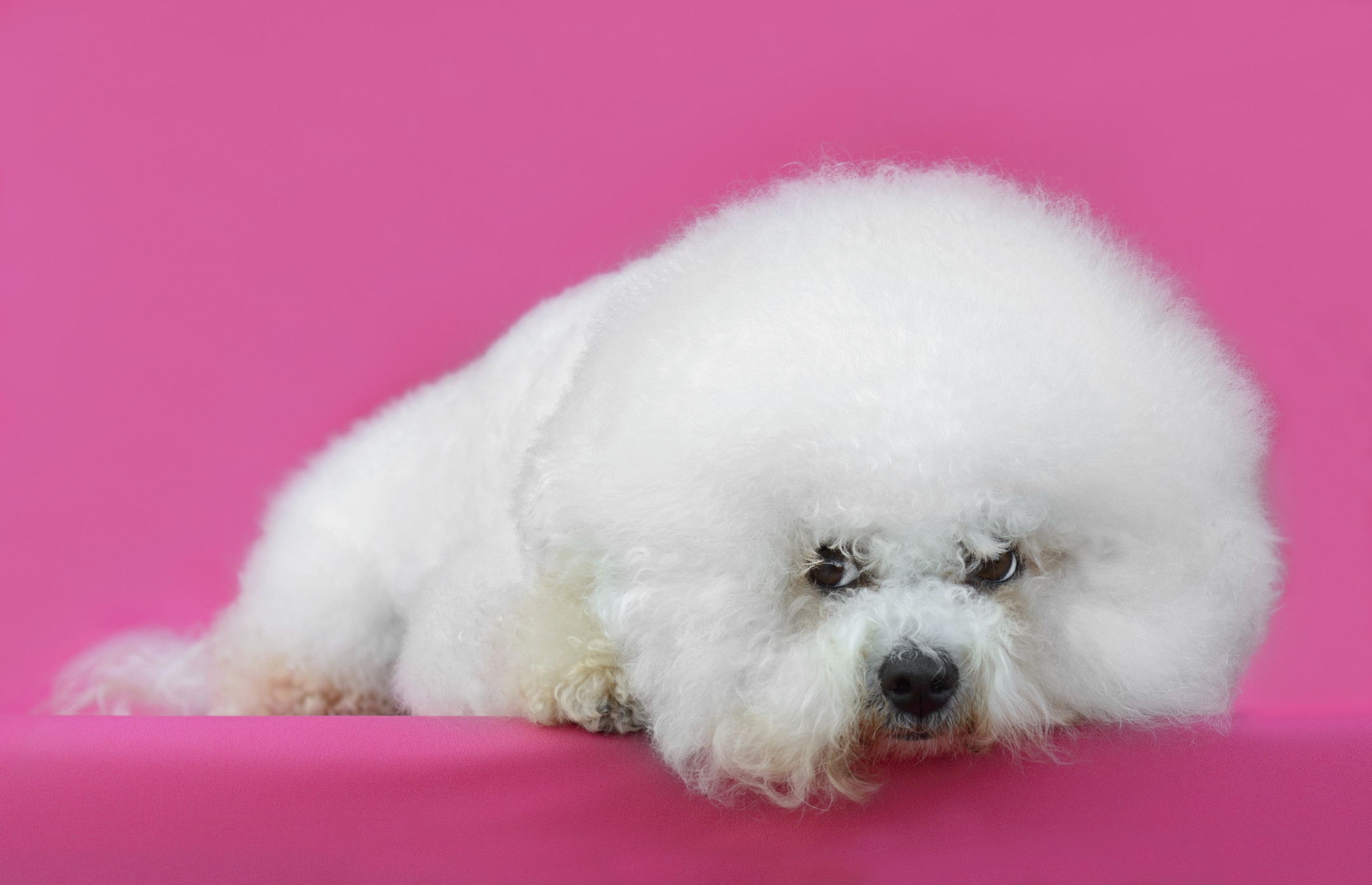 Difference between maltese and hot sale bichon