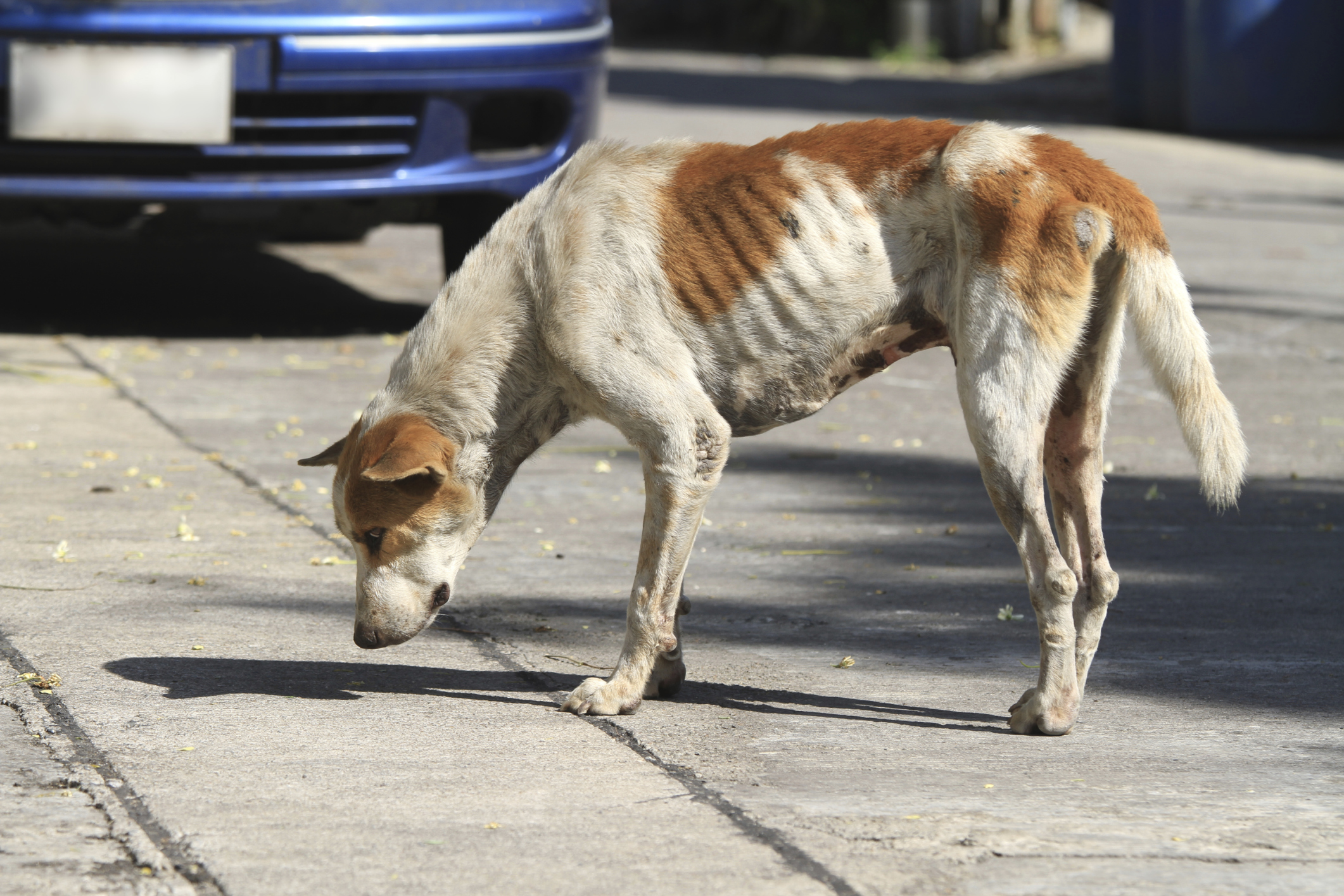 what do you feed a malnourished dog