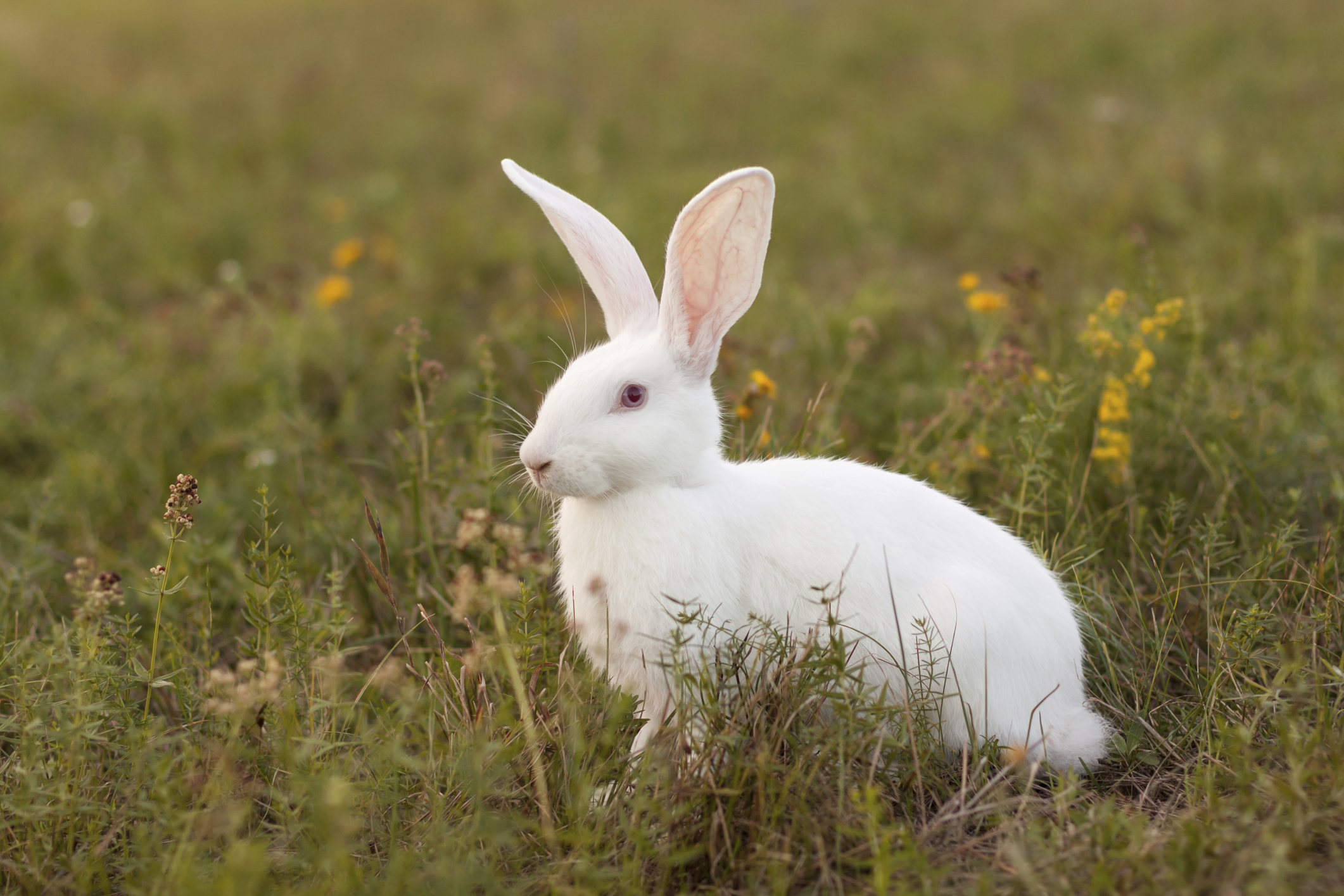 Albino hot sale bunny rabbit