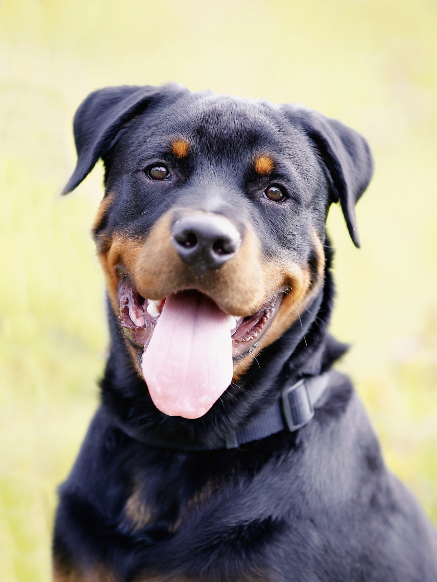 Rottweiler skin clearance hot spots