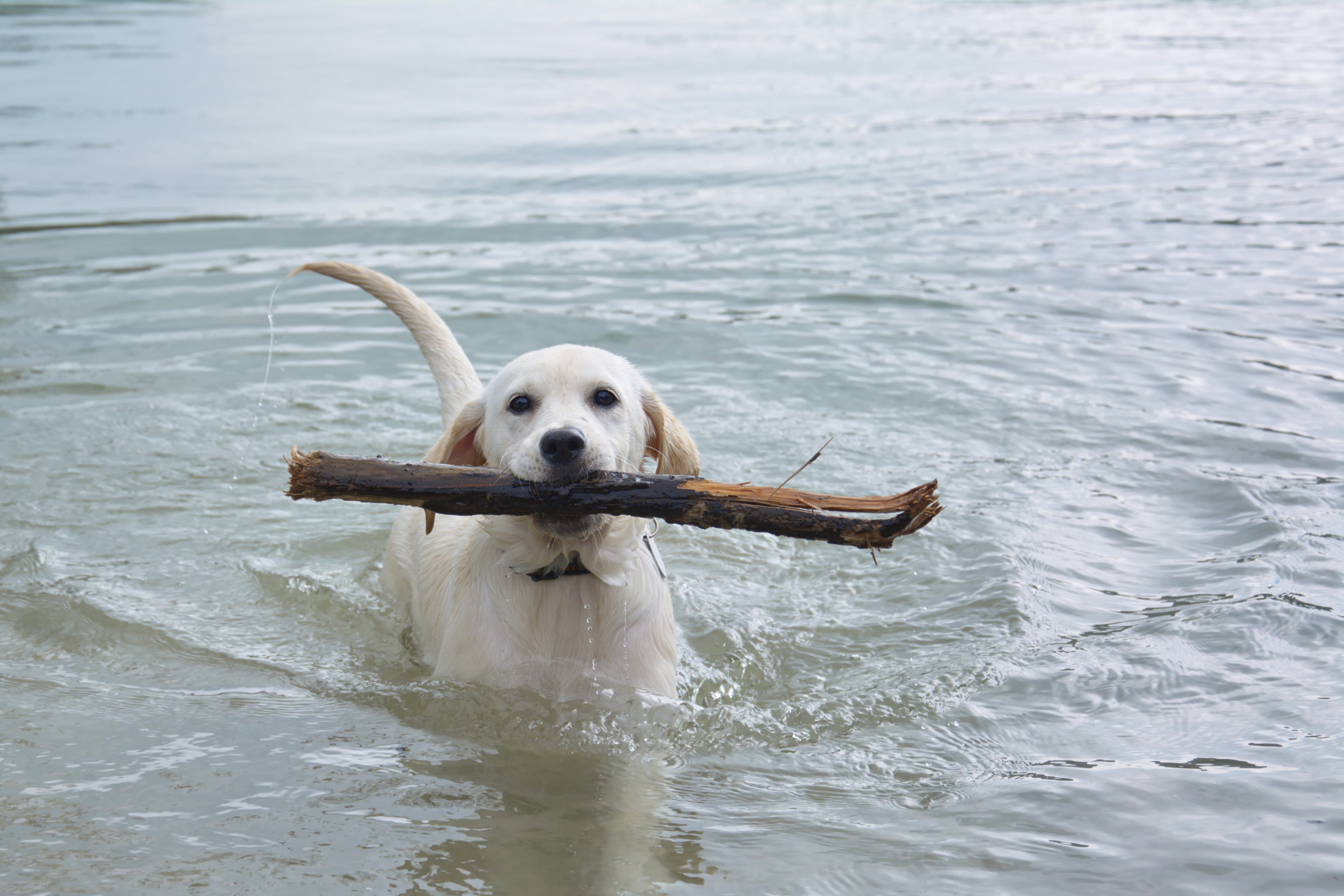 how to identify labrador dog