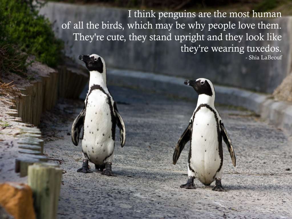 funny cute penguins