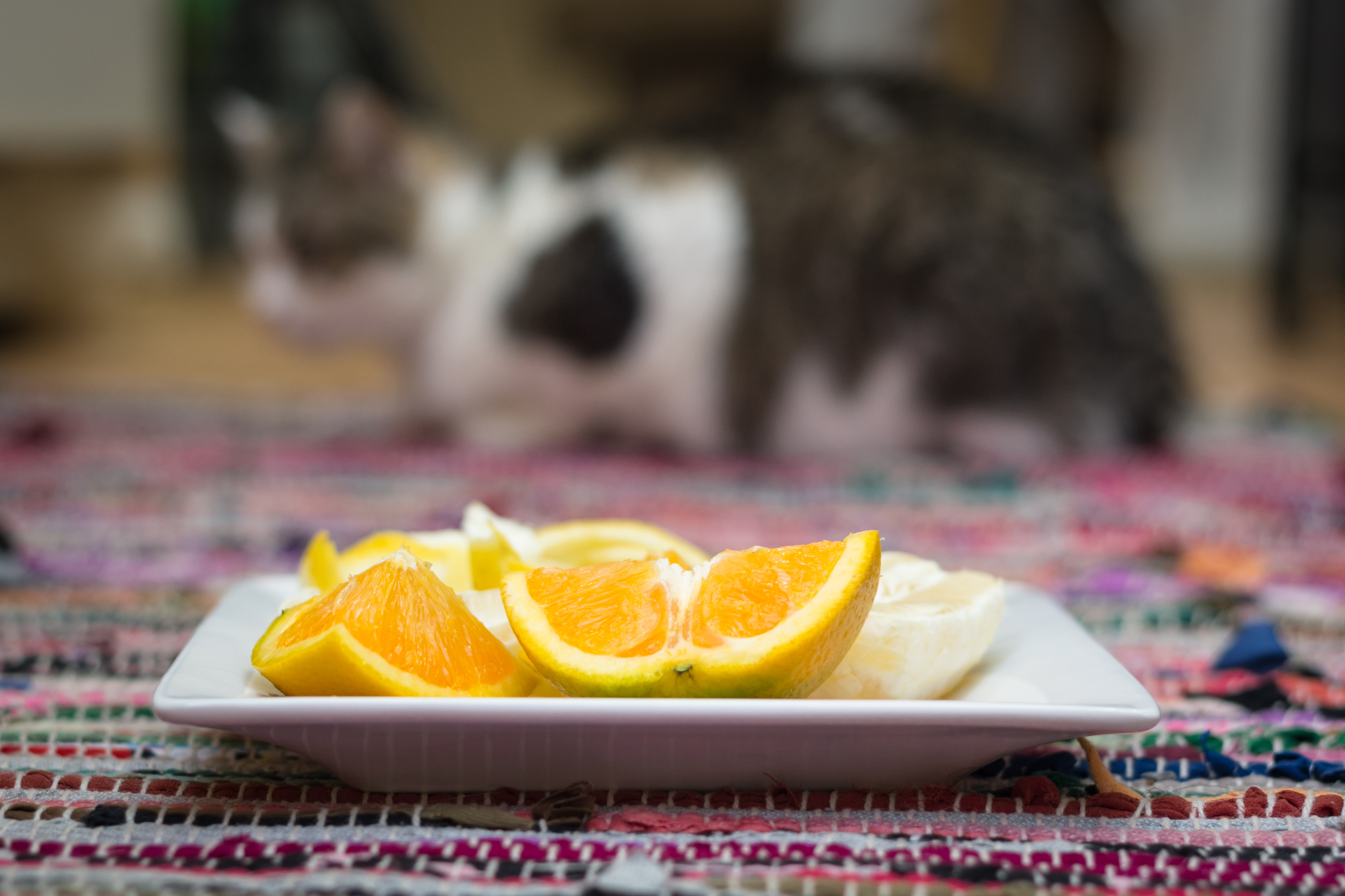 Citrus toxic clearance to cats