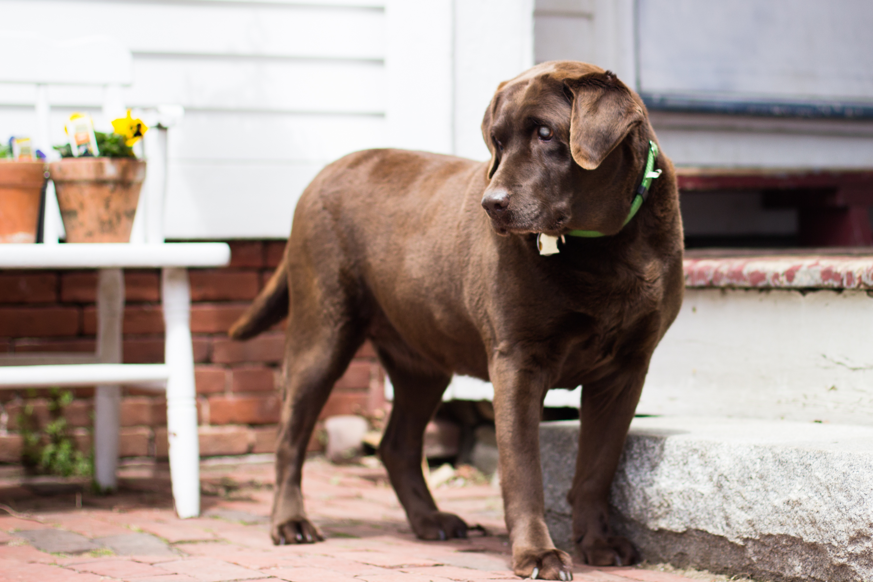 how to get oil based paint out of dog hair