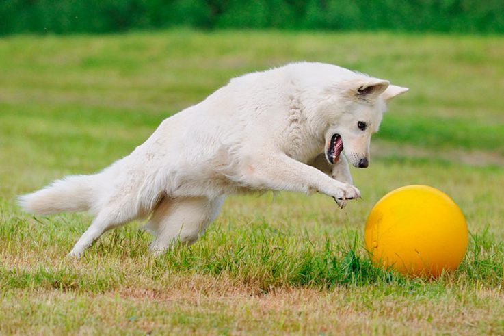 Best Herding Ball For Dogs & More Toys To Keep Your Herding Breed Engaged