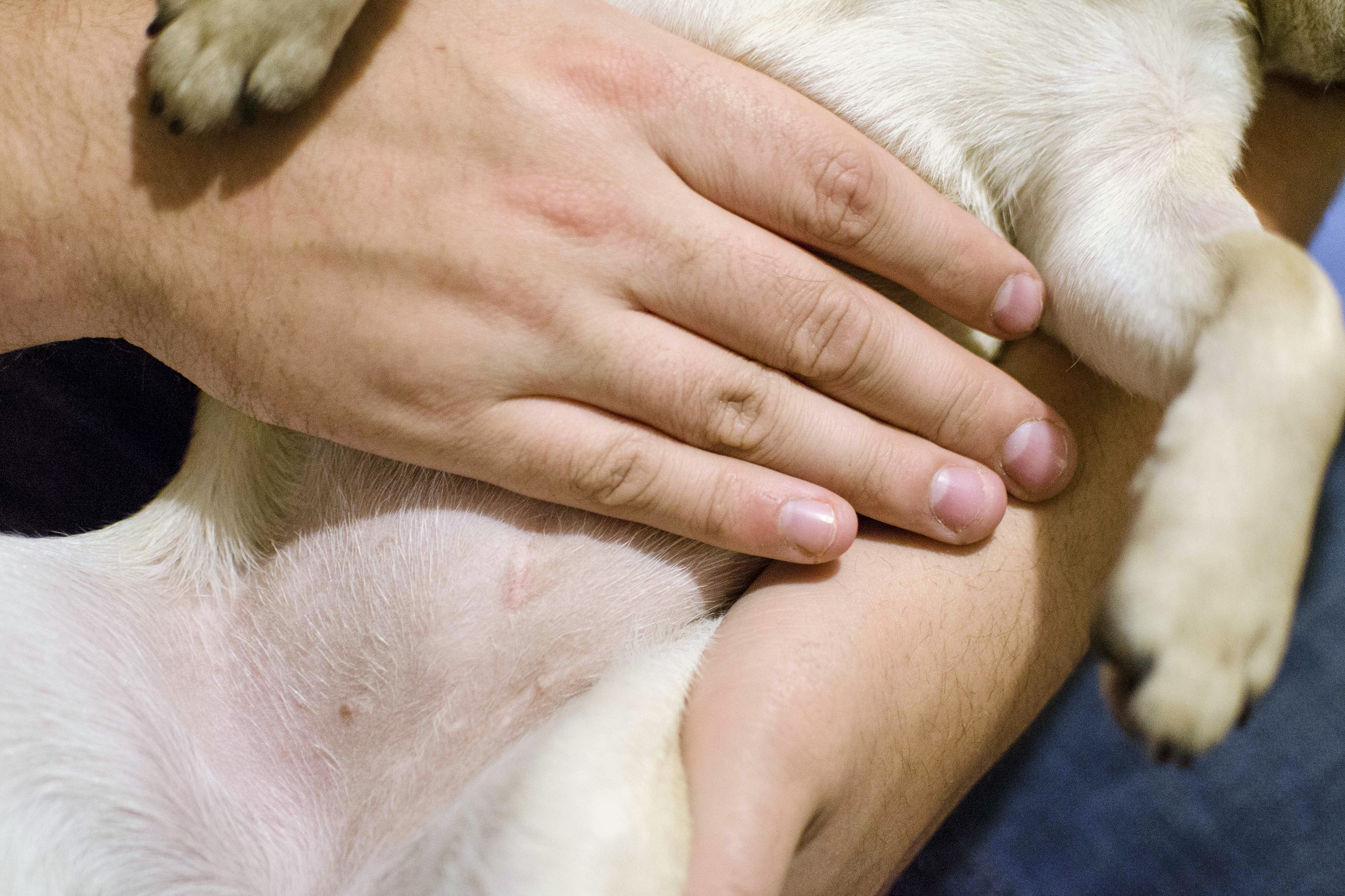 how do you know if a dogs incision is infected