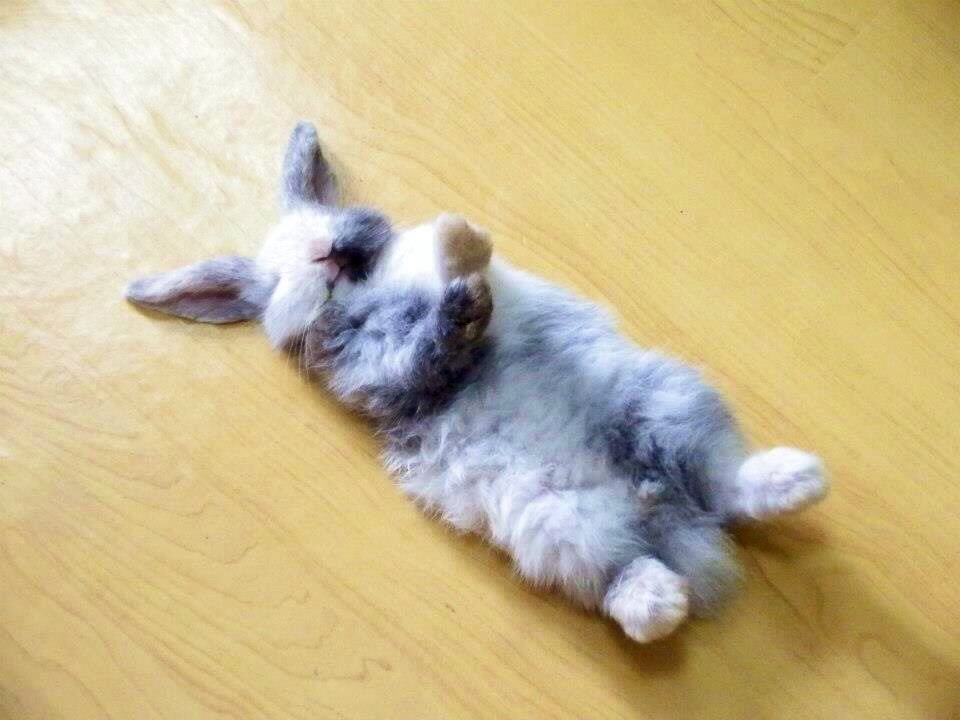 cute baby bunny sleeping