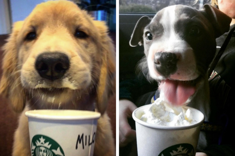 Dog treats at outlet starbucks