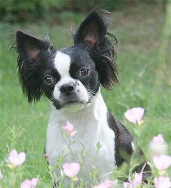 Papillon and best sale pug mix